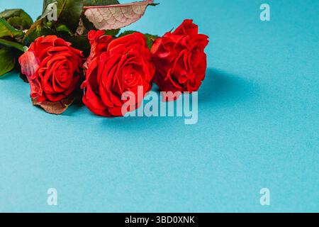 Drei leuchtend rote Rosen liegen anmutig auf einer glatten hellblauen Oberfläche und zeigen ihre üppig grünen Blätter. Das Arrangement hebt die nat der Blumen hervor Stockfoto