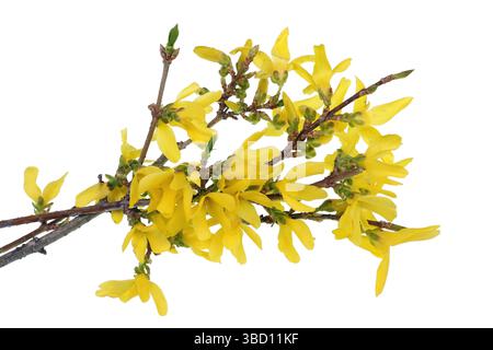 Zarte gelbe Frühlingsblumen auf den Zweigen eines Strauchs isolierten Makros Stockfoto