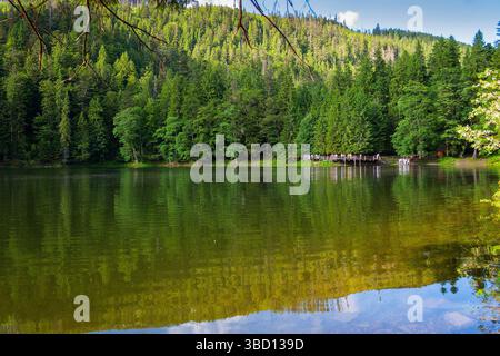 Landschaft mit See und Nadelwald. Synevyr-Nationalpark am Nachmittag. karpaten im Sommer. Wundervolle Landschaft, die sich in der widerspiegelt Stockfoto