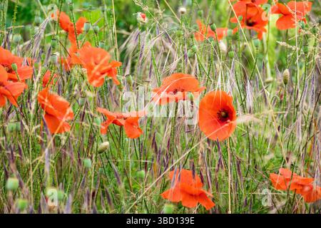 Feld mit roten Mohnblumen im Sommer. blühender Natur-Hintergrund auf der grünen ländlichen Wiese. Stockfoto