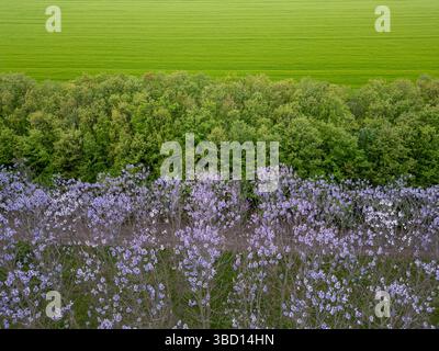 Aus der Vogelperspektive sehen Sie leuchtend violett blühende Bäume und junge grüne Setzlinge, die in Reihen gepflanzt werden. Farbenfrohe landwirtschaftlich geprägte Landschaft mit Symmetrie und saisonaler Ausstrahlung Stockfoto