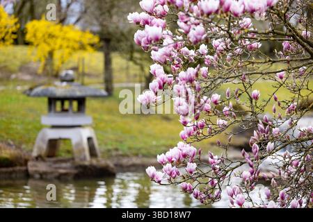 Eine ruhige und malerische Szene mit blühenden Magnolienblüten neben einer ruhigen Steinlaterne am Wasser Stockfoto