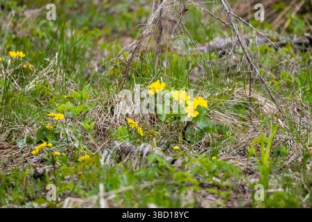Caltha palustris. Gelbe Blüten blühen wunderschön zwischen den grünen Gräsern einer Wiese und fangen die verjüngende Essenz des Frühlings und na ein Stockfoto