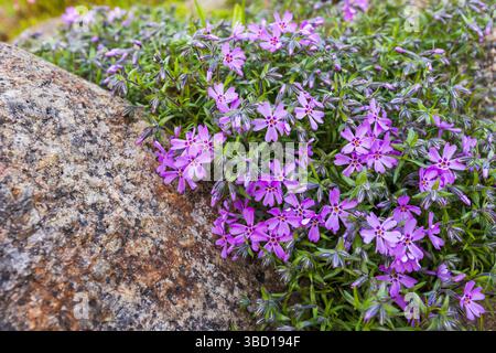 Phlox subulata. Violette Wildblumen blühen inmitten von grünem Laub auf einer felsigen Oberfläche und fangen die Schönheit des Wachstums der Natur und die harmonische Atmosphäre ein Stockfoto