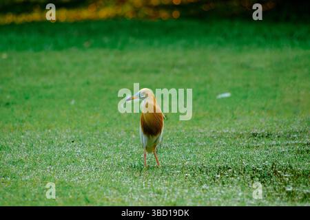 Ein Rinderreiher, der auf einem üppigen grünen Feld steht und ein Insekt im Schnabel hält. Aufgenommen in warmem Tageslicht, ideal für Wildtiere und Naturmotive. Stockfoto