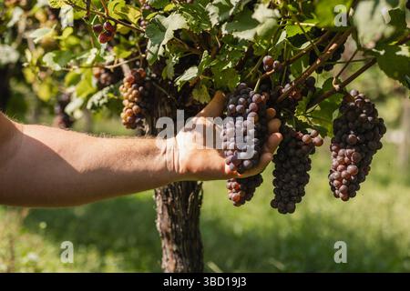 Detail der manuellen Traubenernte, wobei weiße Trauben von Hand geschnitten werden. Perfekt, um Authentizität und Qualität in der Weinproduktion zu vermitteln. Stockfoto