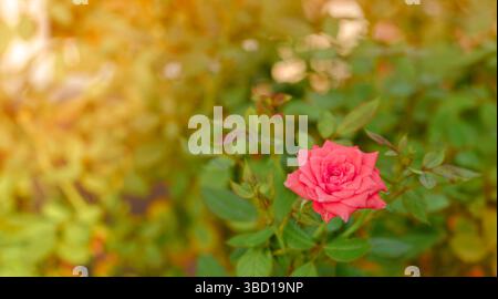 Einzelne rosa Rose blüht hell in einem sonnendurchfluteten Garten, umgeben von grünen Blättern und sanftem goldenem Licht. Romantischer Natur-Hintergrund perfekt für den Frühling Stockfoto