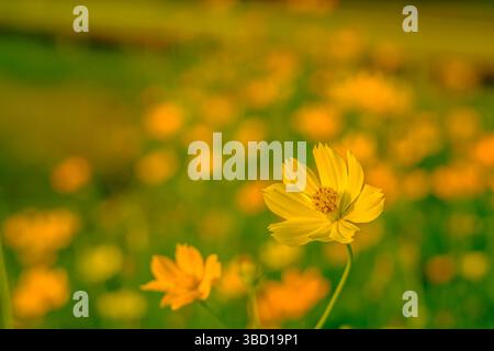 Ein großer Blick auf gelbe Kosmos-Blüten (Cosmos sulphureus), die über einem grünen Feld blühen und während der goldenen Stunde in weiches, warmes Sonnenlicht getaucht sind Stockfoto