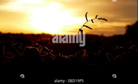 Sonnenuntergang mitten in der Natur Stockfoto