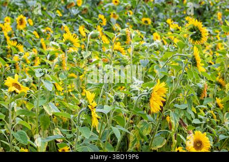 Viele Sonnenblumen blühen im Sommer auf einer Wiese Stockfoto