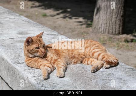 Nancy, Frankreich - 17. Mai 2025 : Blick auf eine streunende Ginger Katze, die auf einer niedrigen Mauer in einer Straße in Nancy liegt. Stockfoto