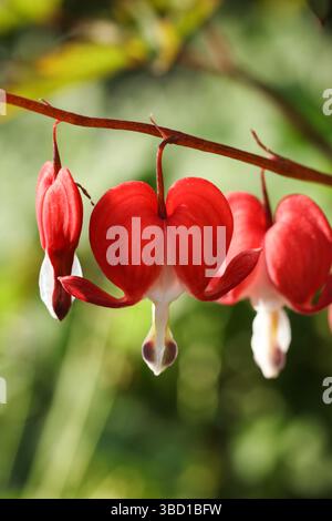 Lamprocapnos spectabilis, allgemein bekannt als Blutendes Herz oder asiatisches Blutendes Herz Stockfoto
