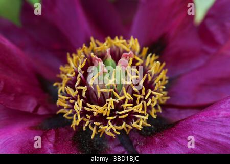 Schöne rosa Pfingstrose Blume im Garten Stockfoto