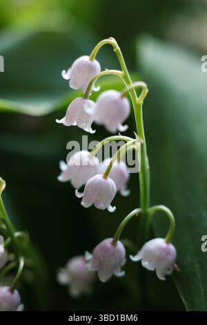 Lily of the Valley (Convallaria majalis) im Quellwald, Nahaufnahme Stockfoto