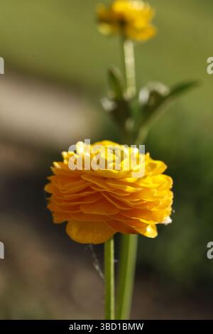 Nahaufnahme der gelben Butterblume (Ranunkel) Stockfoto