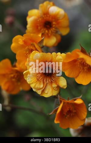 Schöne Blumen von Geum coccineum im Garten, Nahaufnahme Foto Stockfoto