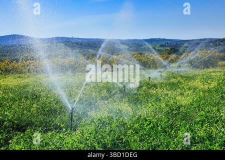 Ein landwirtschaftlich genutztes Feld in einem ländlichen Tal wird an einem klaren Sommertag mit umliegenden Hügeln unter einer Brige von einer Reihe automatisierter Sprinkler bewässert Stockfoto
