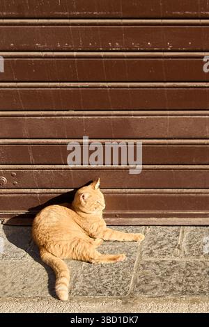 Eine einheimische Ingwerkatze liegt friedlich auf einer kopfsteingepflasterten Straße und saugt die Sonnenwärme vor einer dunklen, verwitterten Gebäudefassade auf. Die ruhige Szene c Stockfoto