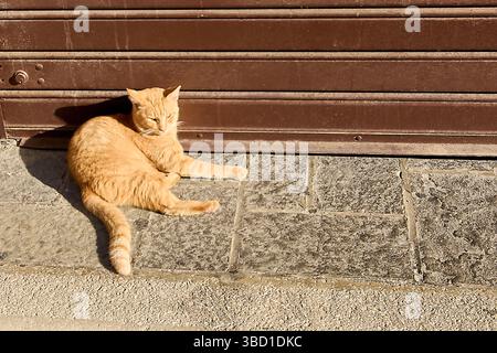 Eine einheimische Ingwerkatze liegt friedlich auf einer kopfsteingepflasterten Straße und saugt die Sonnenwärme vor einer dunklen, verwitterten Gebäudefassade auf. Die ruhige Szene Kappe Stockfoto