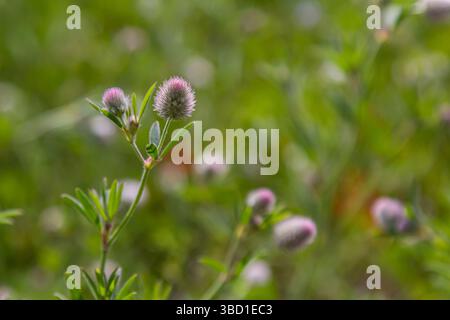Trifolium arvense Close-up. Flauschiger Klee auf einer Wiese. Die Sommerflora wächst auf dem Feld. Bunte, helle Pflanzen. Selektiver Fokus auf Details, Unschärfe Stockfoto