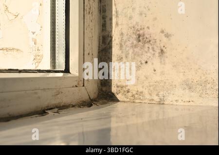 Helles Sonnenlicht strömt durch das Fenster und setzt dicke schwarze Schimmelkolonien frei, die an Hängen im Inneren wachsen. Licht steht im Kontrast zu ungesunden Pilzmustern Stockfoto