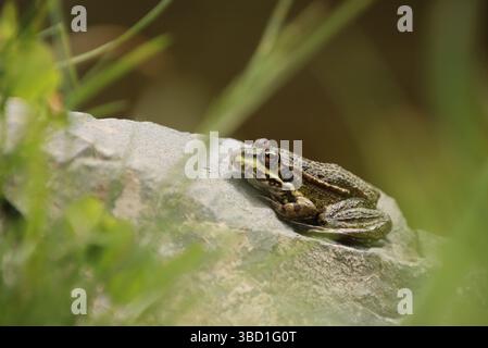 Ein Frosch ruht auf einem Stein am Wasser. Es ist ein brauner Pullover Stockfoto