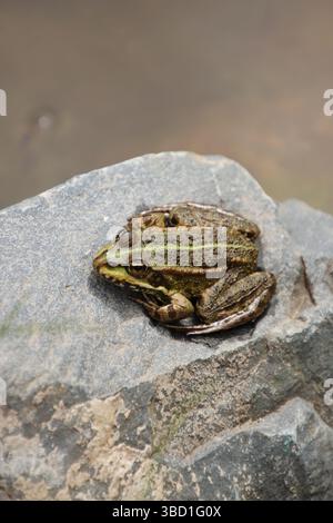 Ein Frosch ruht auf einem Stein am Wasser. Es ist ein brauner Pullover Stockfoto