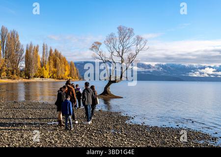 Touristen am Lake Wanaka, um den berühmten Wanaka-Baum im See zu sehen, Herbstfarben am Seeufer hohe Pappelbäume, Neuseeland Stockfoto