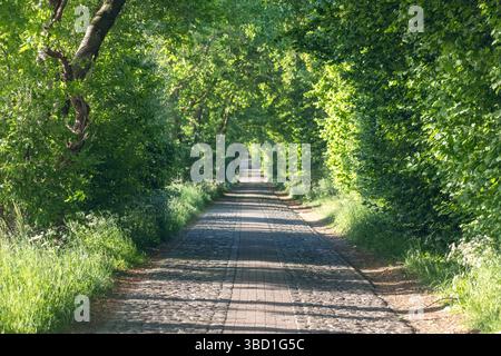 Von Bäumen gesäumte Country Road im Sommer mit sonnendurchflutetem Grün Stockfoto