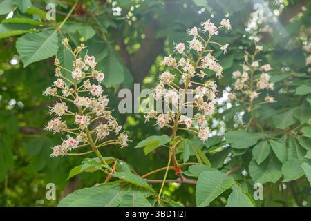 Rosskastanienblüten in voller Blüte werden vor einem leuchtend grünen Baldachin mit weißen und rosa Blüten präsentiert. Sonnenlicht filtert durch Blätter Stockfoto