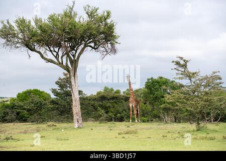 Masai-Giraffe (Giraffa camelopardalis tippelskirchi) in einer Waldlichtung Stockfoto