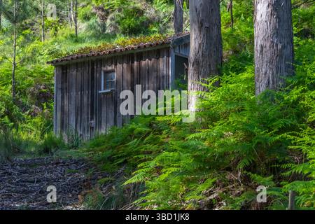 Moos wächst auf dem Dach einer alten verlassenen Holzhütte, umgeben von Farnen in tapada nacional de mafra, portugal Stockfoto