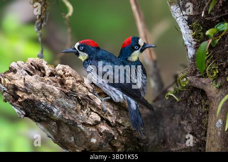 Der Eichelspecht, Melanerpes formicivorus. Männlich und weiblich. Stockfoto