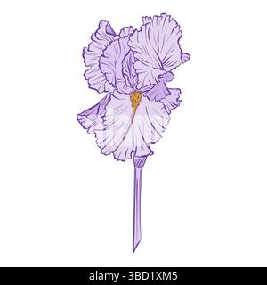 Lila Iris Blume isolierter Vektor Botanische farbige Linie Kunst Zeichnung Illustration große wellige Blätter, künstlerisches detailliertes Element für Scrapbook, Hochzeit Stock Vektor