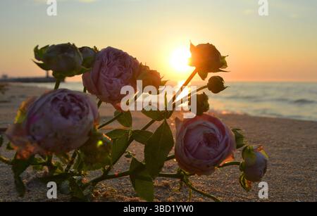 Rosenblumen liegen auf Sand des Strandes an der Küste bei Sonnenuntergang Dämmerung aus nächster Nähe. Blühende Blumen aus rosa Rosen auf Sand der Küste mit untergehender Sonne. Romantische Stimmung romantisches Konzept Stockfoto
