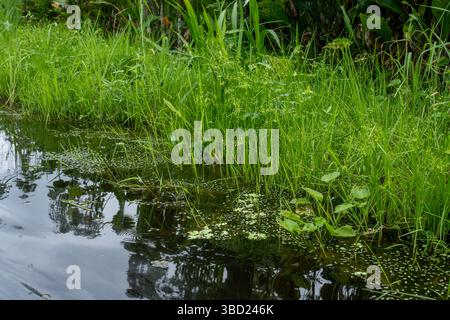 Sümpfe wachsen entlang des Añangu Creek im Napo Wildlife Center im Yasuni Nationalpark in Ecuador. Stockfoto