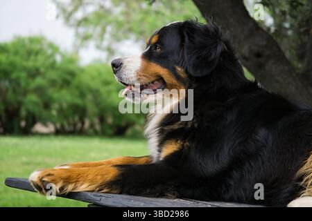 Berner Sennenhund sitzt auf einer Holzbank, Seitenansicht. Kopierbereich Stockfoto