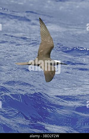 Brauner Knoten Stockfoto