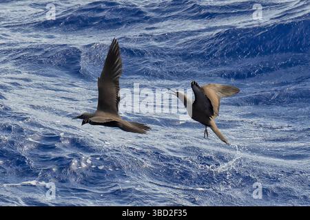 Brauner Knoten Stockfoto