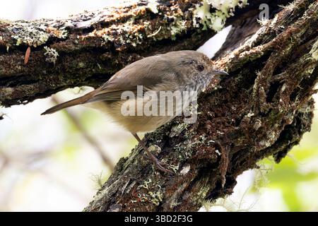 Ein brauner Thornbill auf einem Baum in den blauen Bergen, NSW, Australien Stockfoto
