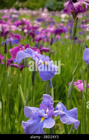 Eine Biene sammelt Pollen aus einer blühenden Flieder-Iris in den warmen Sonnenstrahlen. Auf den Beinen der Biene sind viele Pollen. Stockfoto