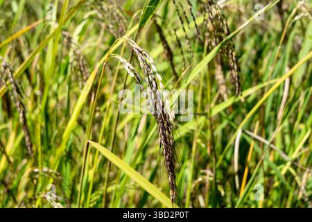 Detaillierte Ansicht der grünen Reispflanzen, die in den fruchtbaren Feldern von Toraja, Sulawesi, während der üppigen tropischen Vegetationszeit wachsen Stockfoto