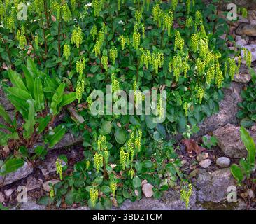 Das saftige Chiastophyllum oppositifolium oder Gold Drops wächst in einem Steingarten in Wiltshire, Großbritannien Stockfoto