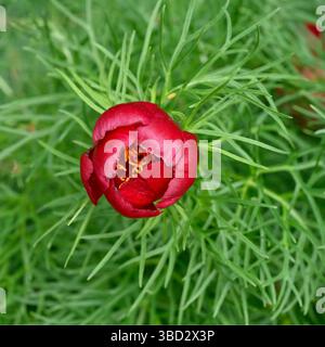 Lebhafte rote Frühlingsblumen und Spitzenlaub der Pfingstrose, Paeonia tenuifolia UK Garden May Stockfoto