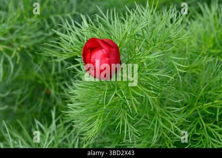 Lebhafte rote Frühlingsblumen und Spitzenlaub der Pfingstrose, Paeonia tenuifolia UK Garden May Stockfoto