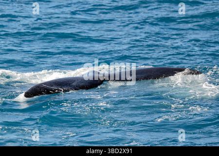 Tail Fluke von einem Southern Right Whale Stockfoto