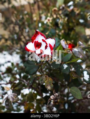 Schnee auf Rose Stockfoto