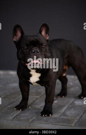 Reinrassige schwarze französische Bulldogge steht auf dem Bürgersteig vor schwarzer Wand und blickt neugierig in die Ferne. Hundegang-Konzept, reinrassiges Haustier Stockfoto