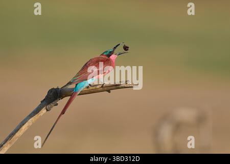 Der südliche Carmine-Bienenfresser (Merops nubicoides) sitzt auf einem Zweig, der Insekten am Luangwa River im South Luangwa National Park in Sambia isst Stockfoto