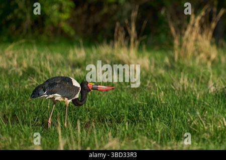 Der Sattelschnabelstorch (Ephippiorhynchus senegalensis) ernährt sich von Fischen in einer flachen Lagune zu Beginn der Regenzeit im South Luangwa National Park Stockfoto